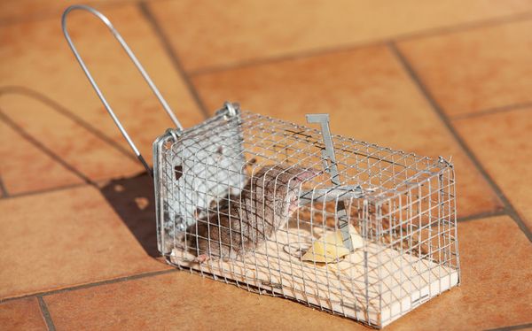 The Evolution of a Song : Mouse Trap